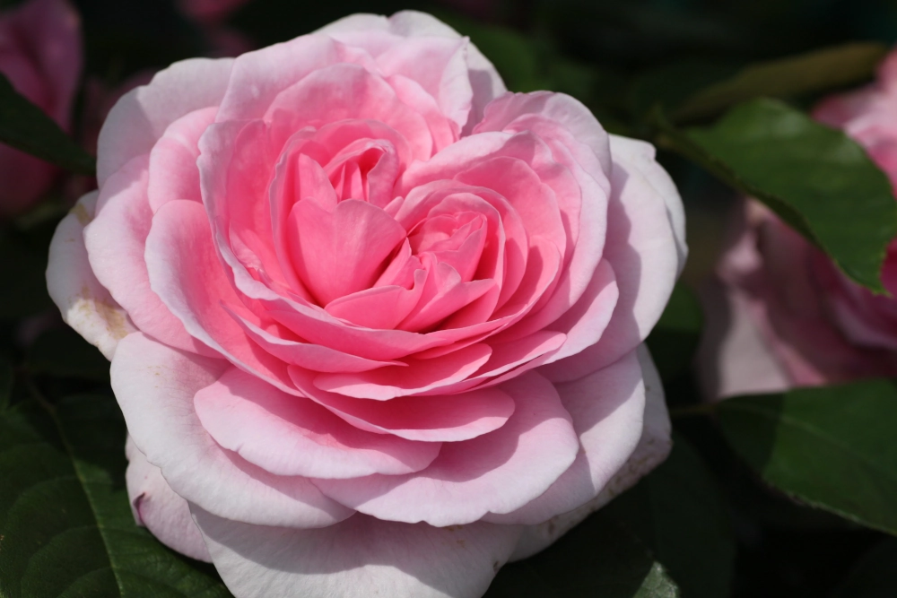 Englische Strauchrose 'Gertrude Jekyll®', 30 bis 60 cm Höhe, tiefrosa Cover